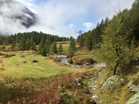 Die Gegend der Fafleralp (1787 m). - Dans cette région je trouve beaucoup d'insectes ...