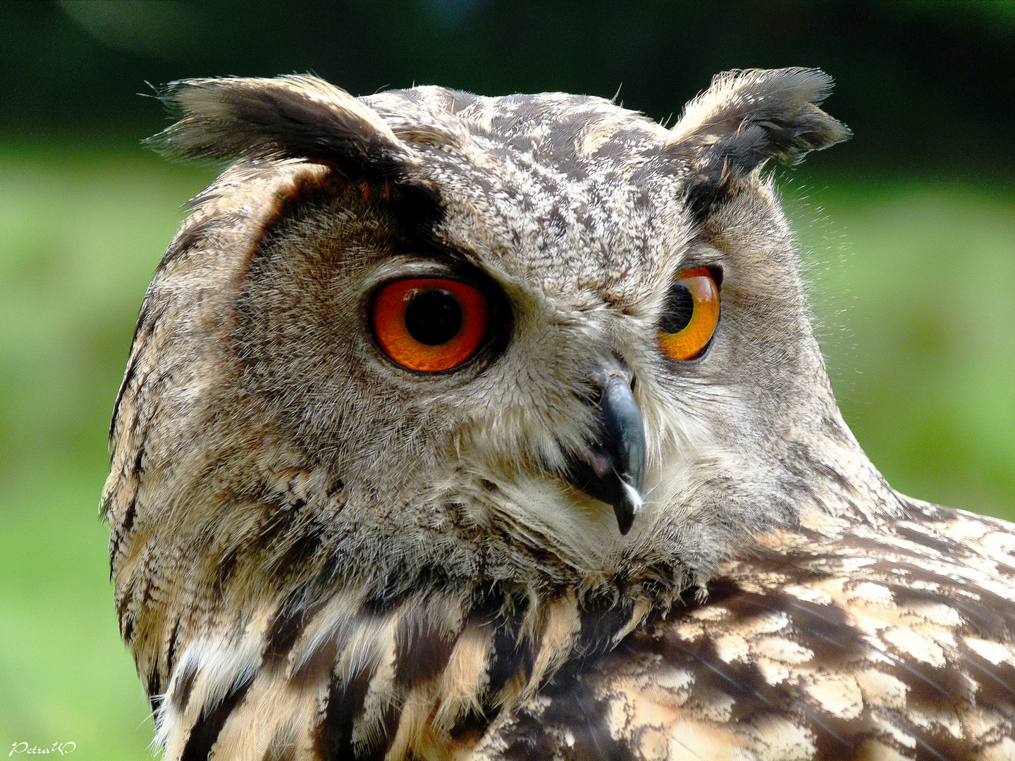 Die größte deutsche Eule Foto & Bild | tiere, zoo, wildpark & falknerei