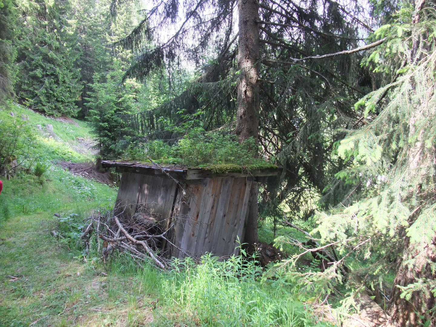 Die Hütte im Wald Foto & Bild | landschaft, wald, natur Bilder auf