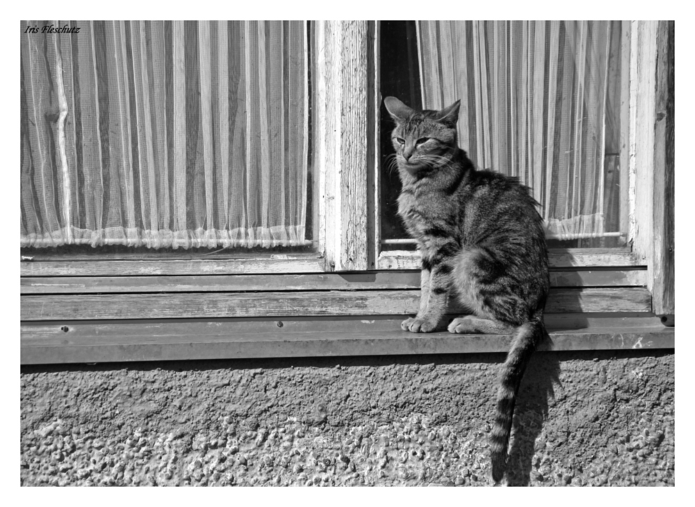 Die Katze am Fenster Foto & Bild tiere, haustiere