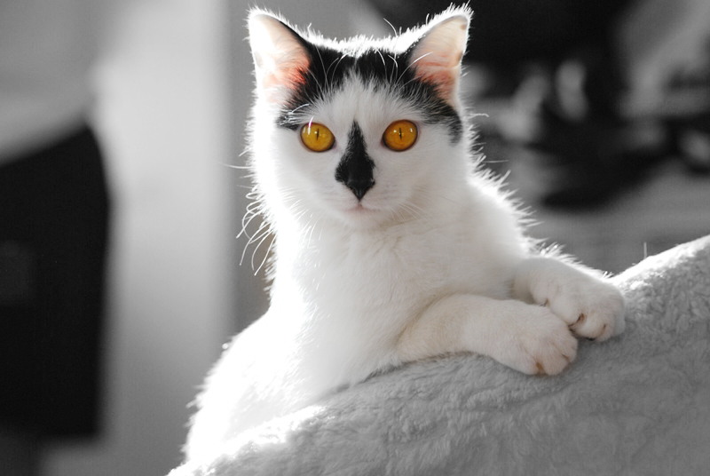 Goldene Katze Goldene Katze
