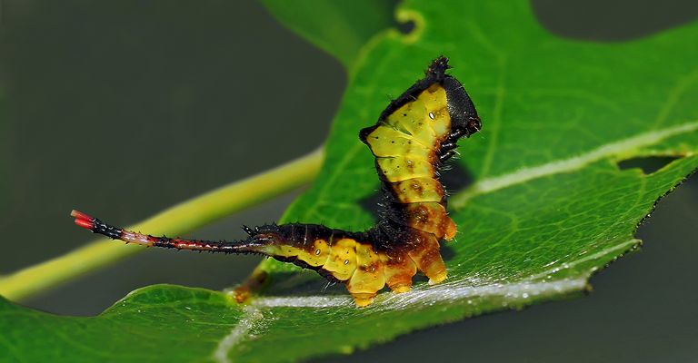 Die Raupe vom Gabelschwanz ist gewachsen! - La chenille de l'Hermine a grandi!