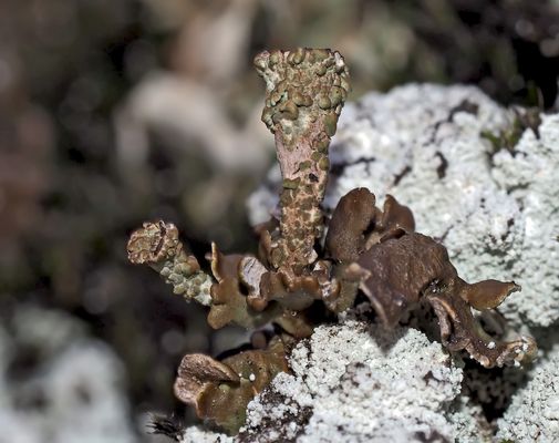 Die Rosettige Kalk-Becherflechte* in "meinem" geliebten Wald! - Un lichen dans une forêt que j'aime!