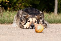 Die Sache mit dem Apfel...