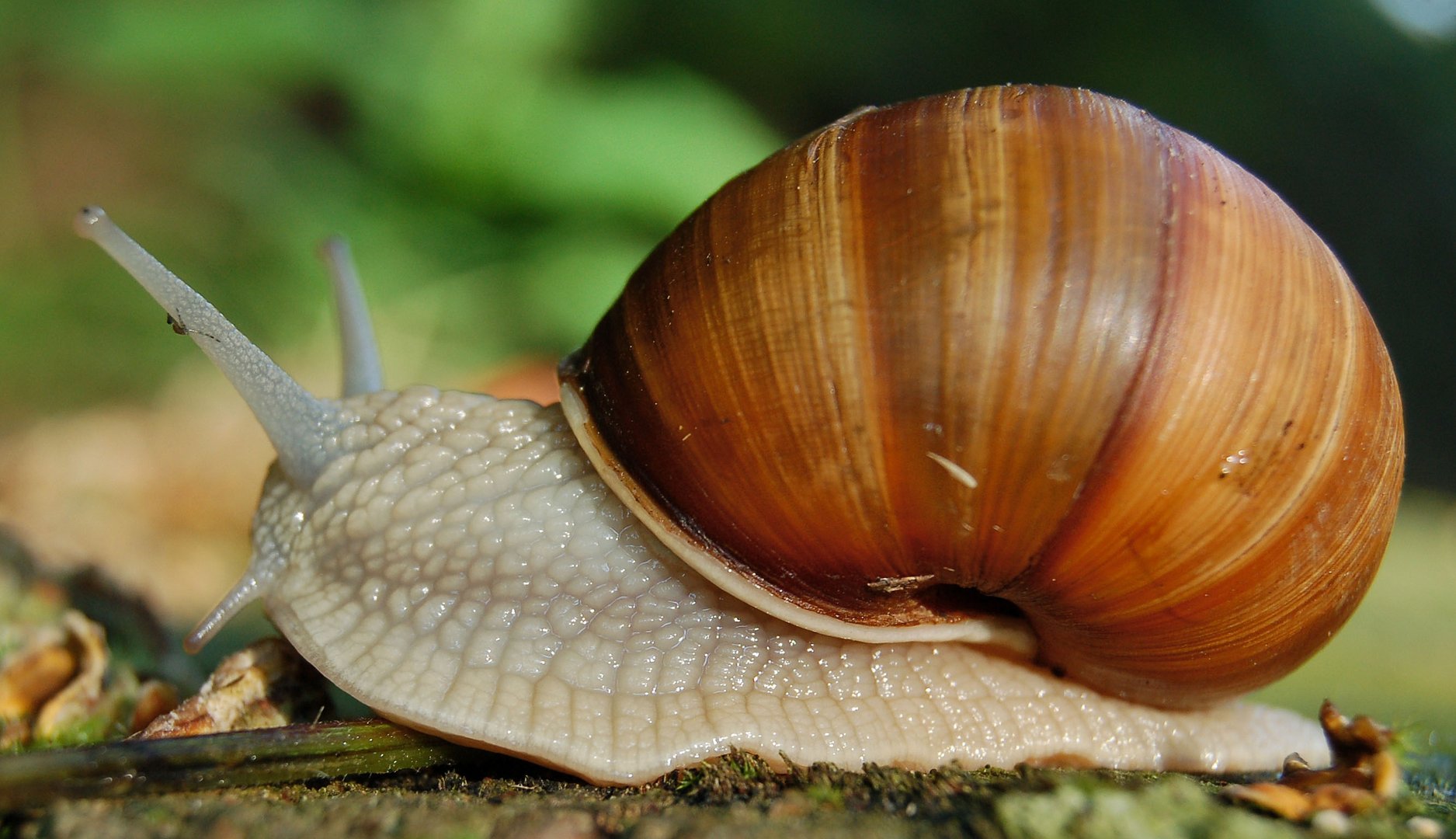 die schnecke Foto & Bild Natur, Schnecken & Muscheln, Wildlife Bilder