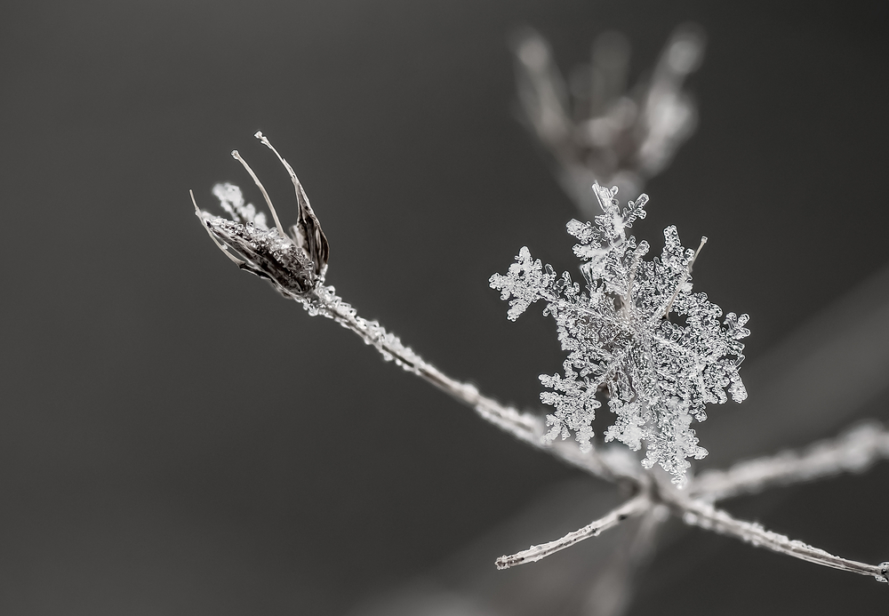 Die Schneeflocke Foto & Bild  Natur, Jahreszeiten, Winter Bilder auf 