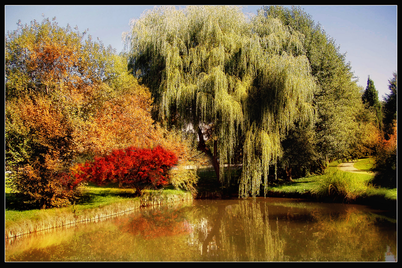 trauerweide garten