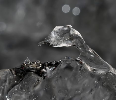 Die Vogelmutter füttert seine zwei Jungen bei Vollmond! - L'oiseau adulte nourrit ses petits! *