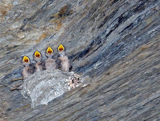 Die Wiener Sängerknaben! Junge Felsenschwalben (Ptyonoprogne rupestris). (Foto 1)