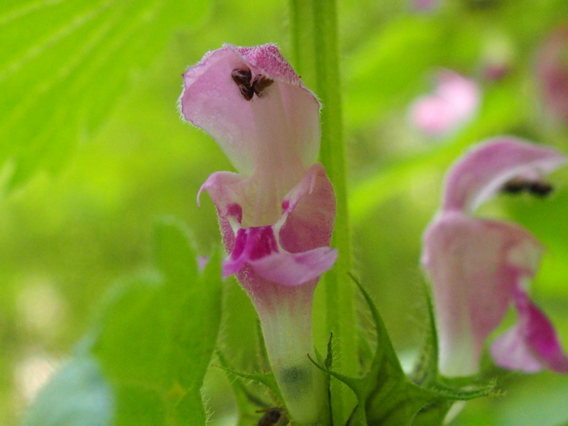 Die zarten Farben der Lippenblütler 'Lamiaceae' Foto & Bild pflanzen