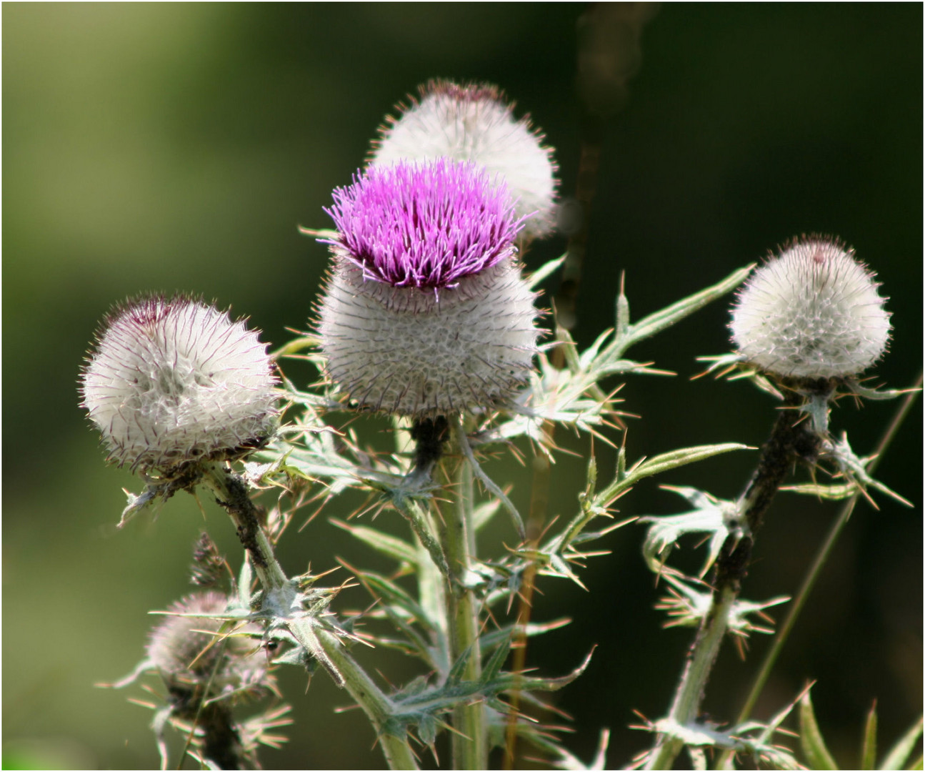Disteln Foto & Bild pflanzen, pilze & flechten, blüten