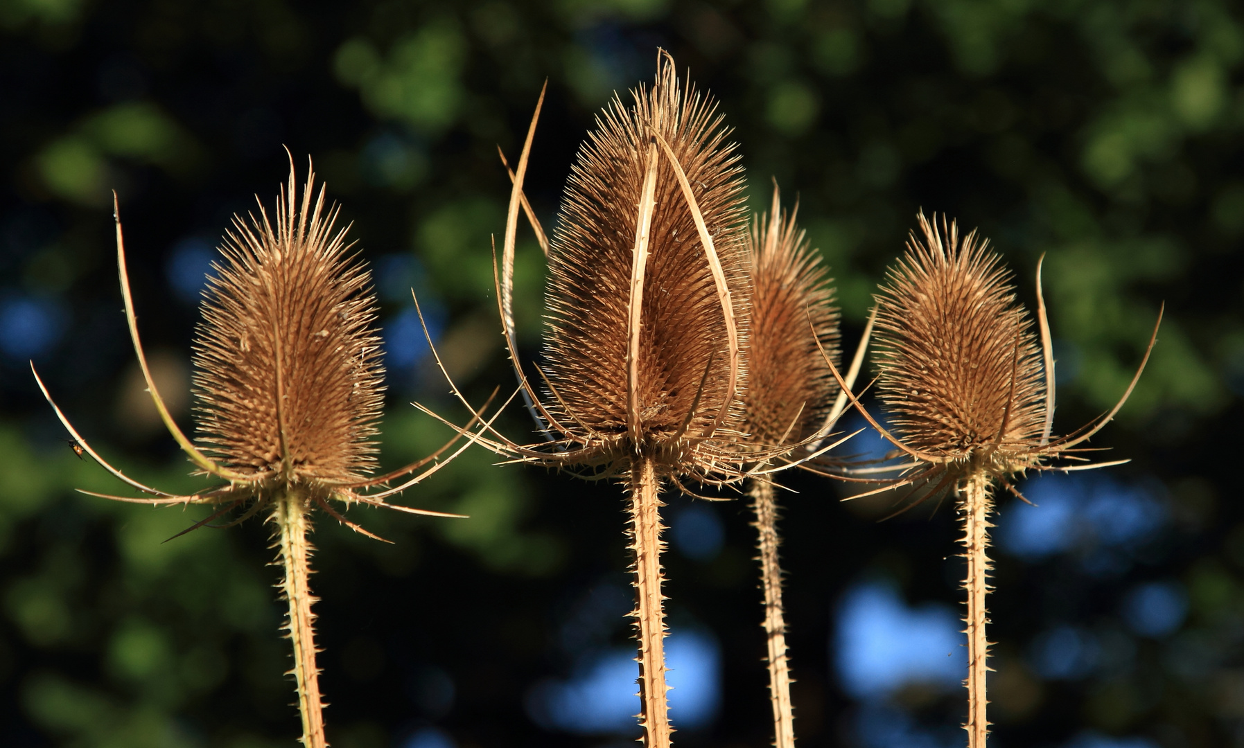 Disteln im Garten vom GutshofKaiserbacherMühle Foto