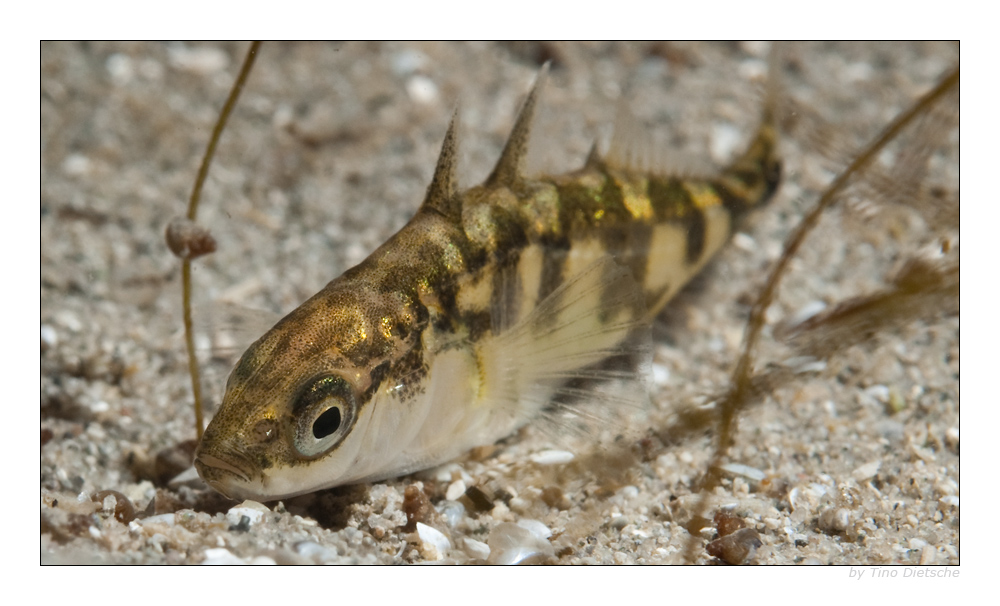 Dreistachliger Stichling Foto & Bild unterwasser, uwsüsswasser