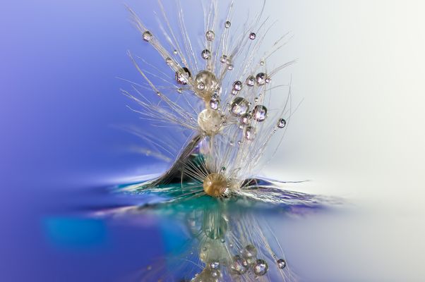 Drops & Flowers gocce e riflessi by Mario Nicorelli con Nikon D300s macro fotografia