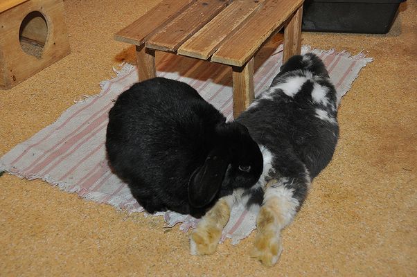"Du bist echt ein Schwein!Deine Dreckfüße sind schon echt fies,aber was ich hier sehe geht zu weit!"