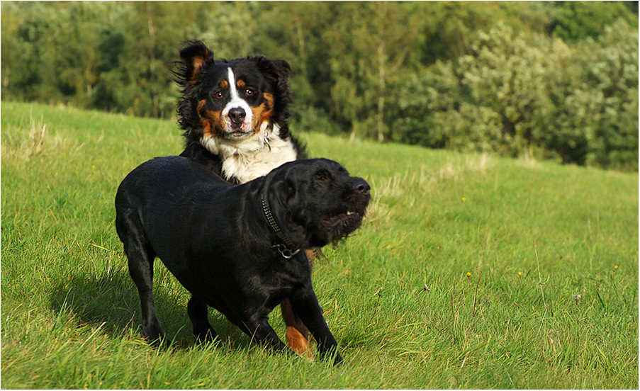 Dumme Gesichter Foto &amp; Bild tiere, haustiere, hunde Bilder auf