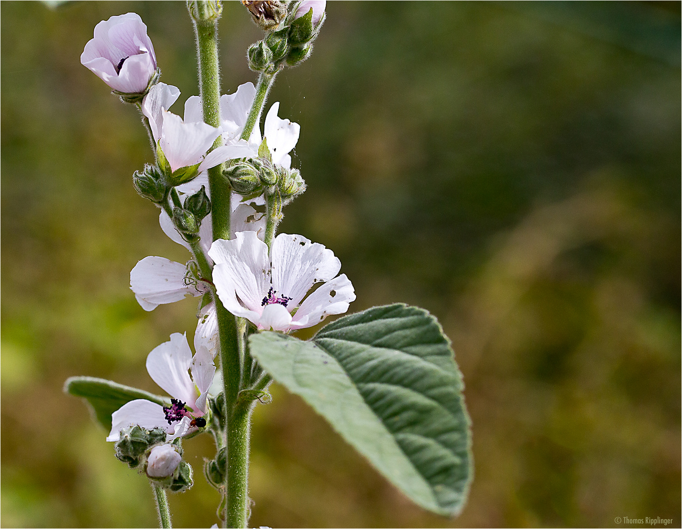 Echter Eibisch (Althaea officinalis) oder ArzneiEibisch.. Foto & Bild