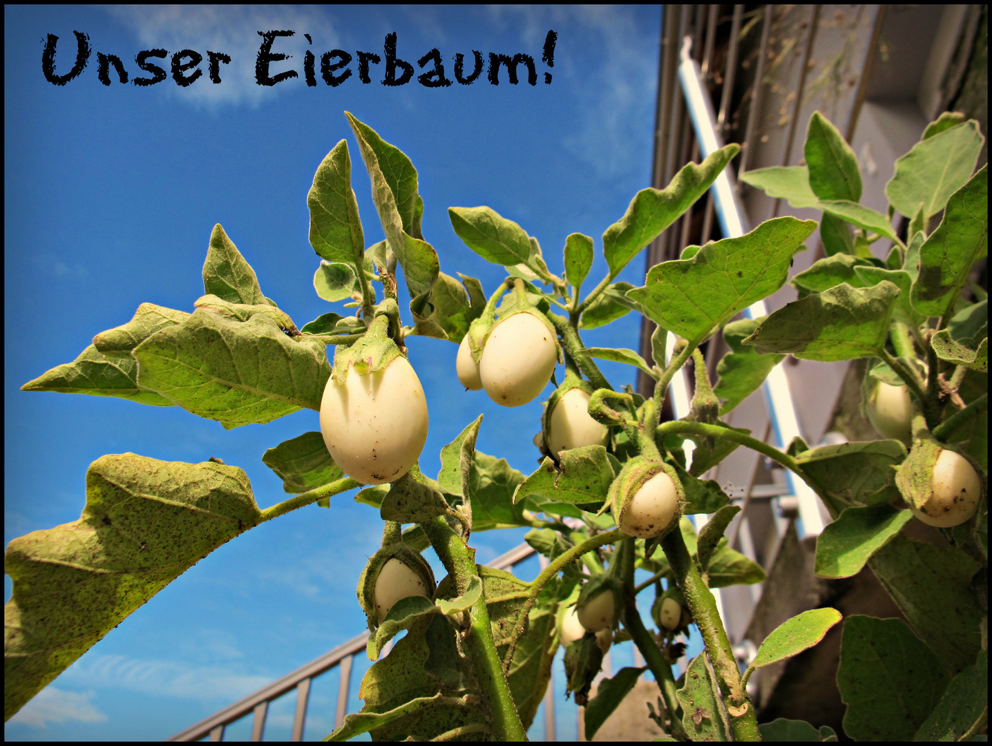 Eierbaum – Solanum melongena
