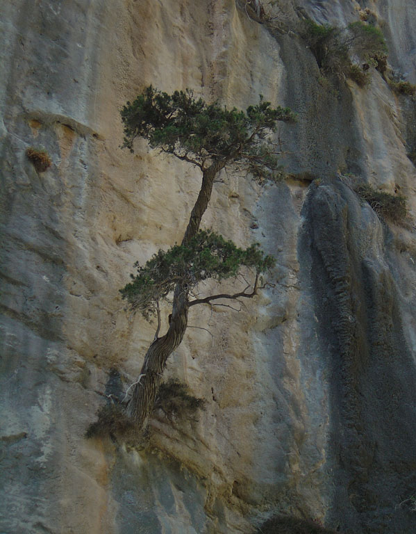 ein-baum-im-felsen-fcf8ff85-5b83-46f4-86
