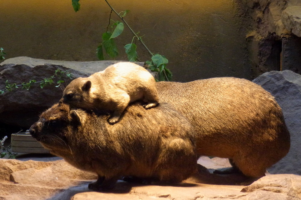Besuch Im Zoo Bilder Zum Ausmalen