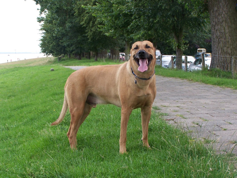 Ein großer Brauner Foto &amp; Bild tiere, haustiere, hunde Bilder auf