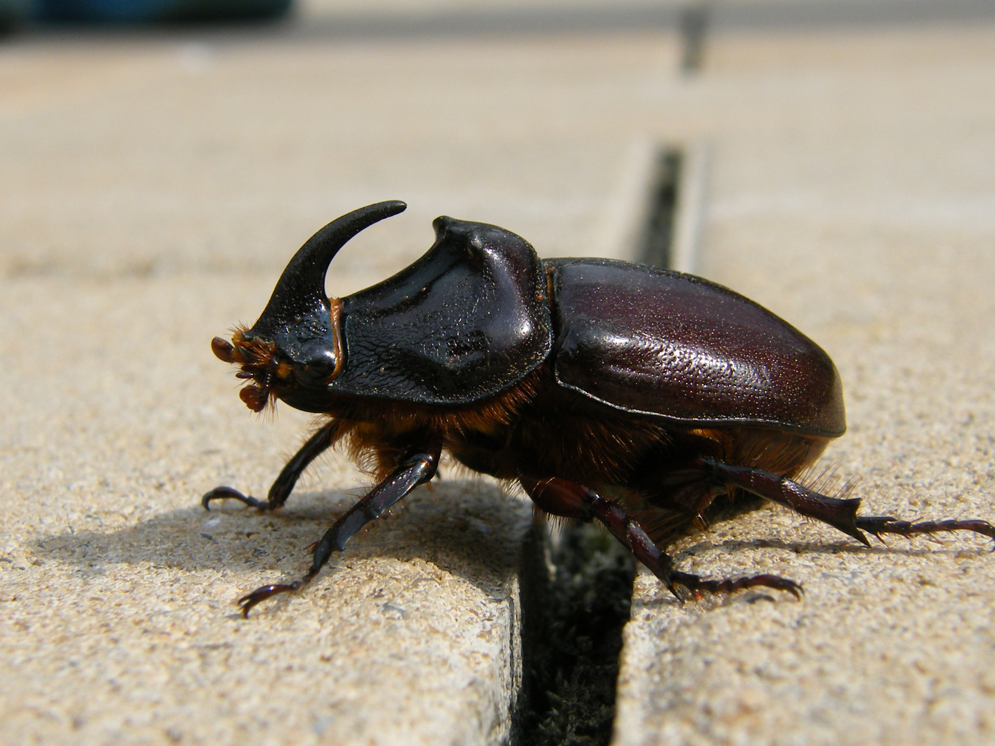 Ein Käfer in unserem Garten Foto & Bild tiere, wildlife