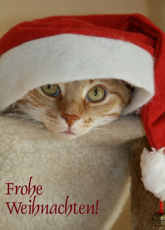 Ein schönes Weihnachtsfest! Foto & Bild | tiere, haustiere, katzen ... Ein schönes Weihnachtsfest! Foto & Bild | tiere, haustiere, katzen ...