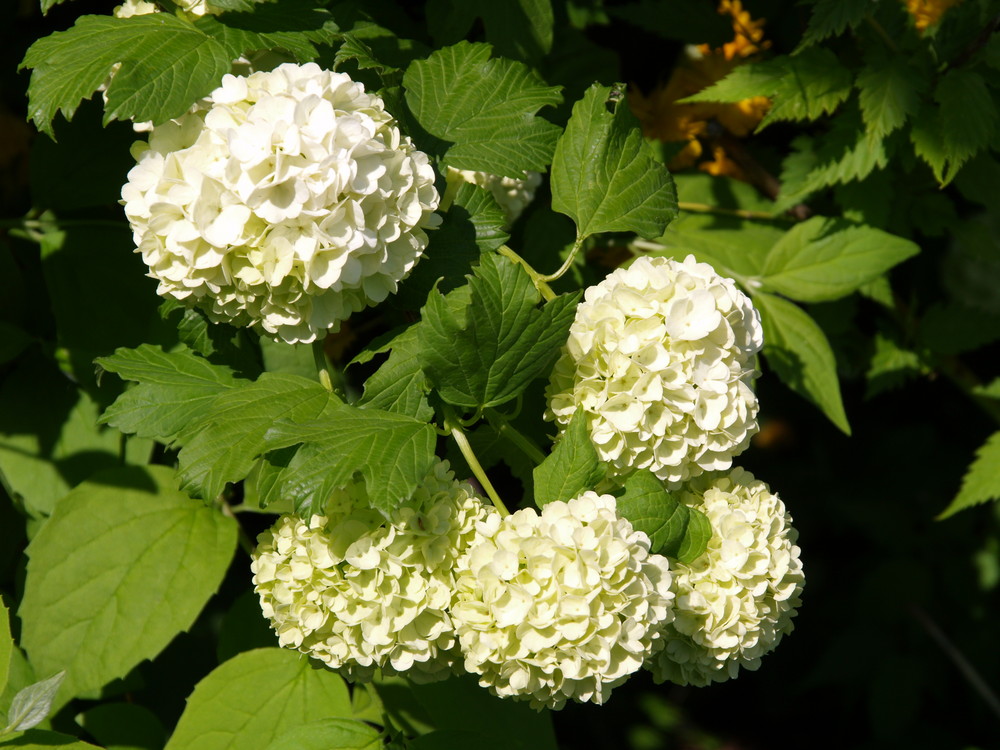 Ein strauch voll weißer blüten wir nennen ihn schneeballstrauch