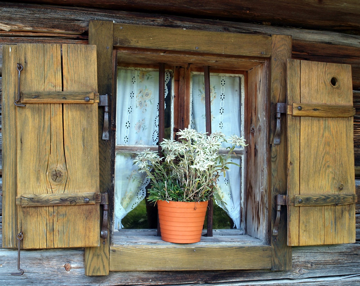Ein toller Blickfang,die alten Fensterläden mit dem Topf voller