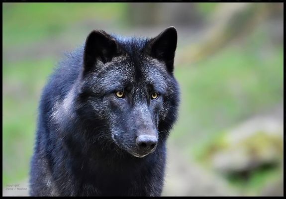Schwarze Wölfe Schwarze Wölfe