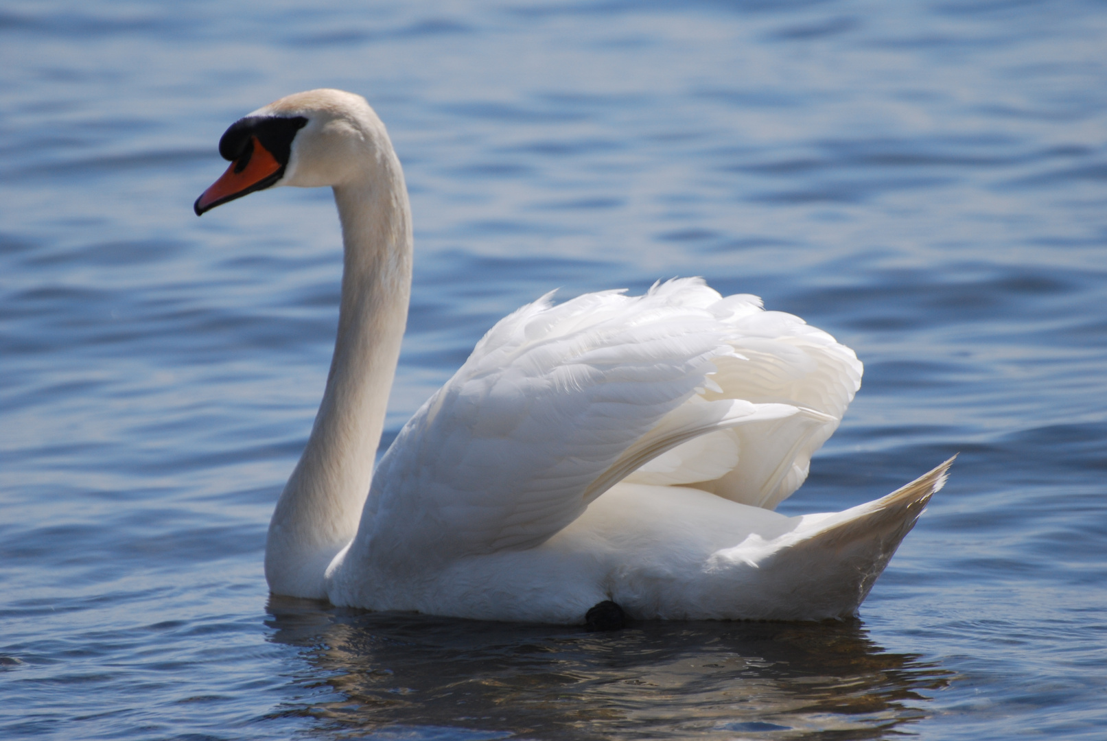 Ein weißer Schwann Foto & Bild tiere, wildlife, wild lebende vögel