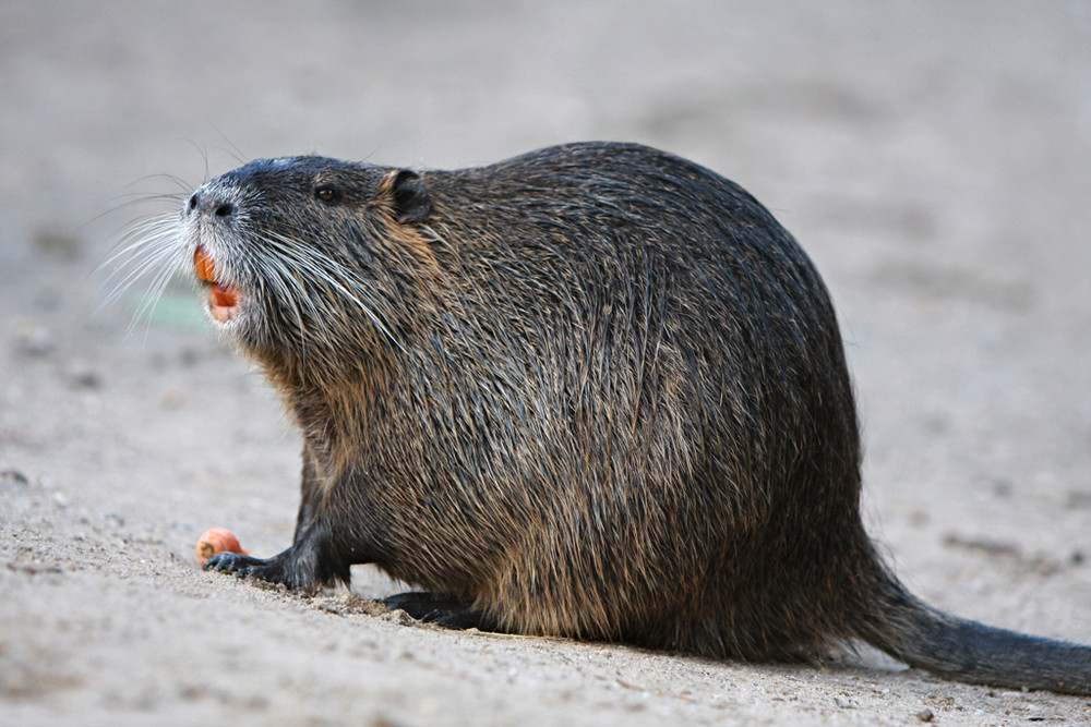 Auf Dich Du Ratte Auf Dich Du Ratte