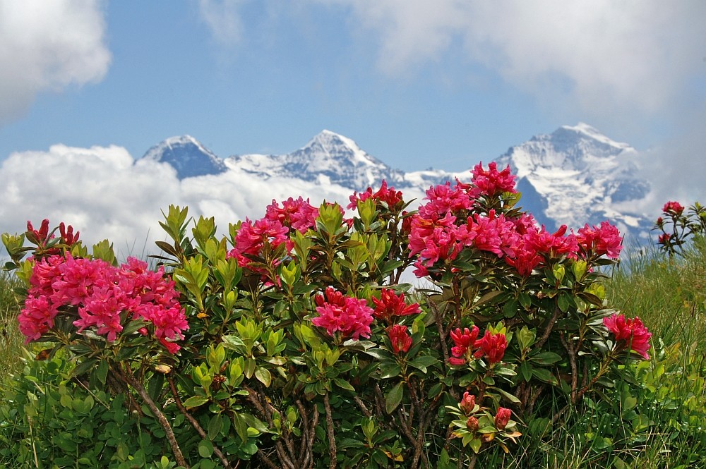 Einen Strauss Alpenrosen für alle Naturliebhaber Foto & Bild