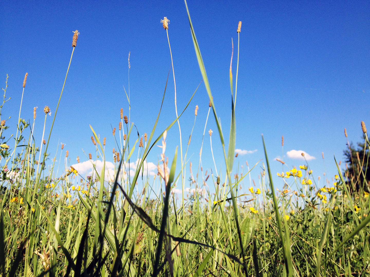 einfach im gras liegen.... Foto & Bild | wiese, natur, landschaft