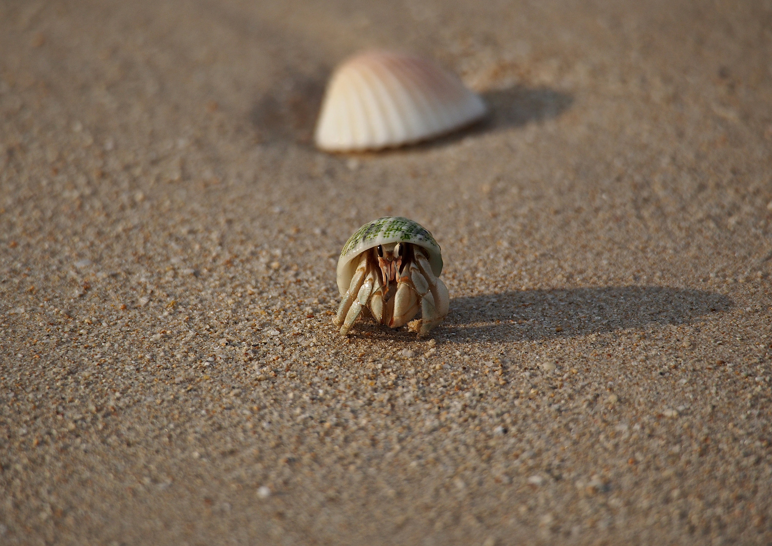 Einsiedlerkrebs Foto & Bild tiere, wildlife, krebse Bilder auf