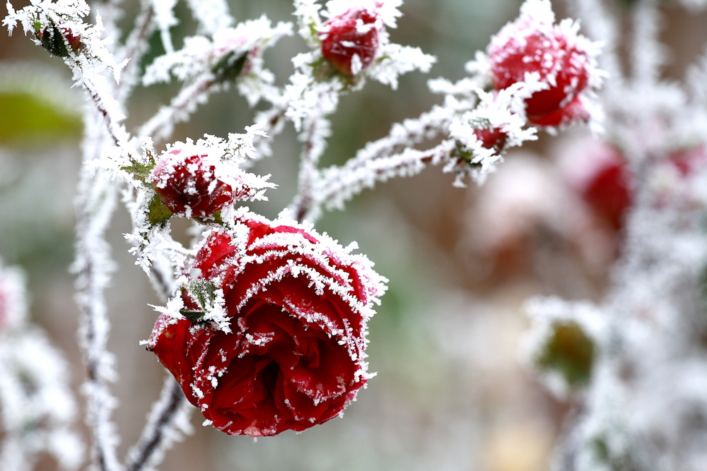 Eisblume... Foto & Bild jahreszeiten, winter, blumen Bilder auf
