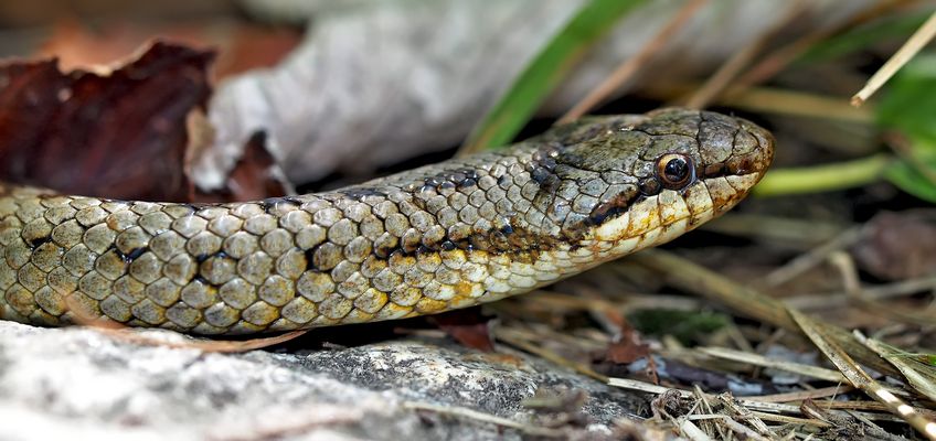 Elle ne mord pas! (Coronella austriaca) Schlingnattern sind ungefährlich! .