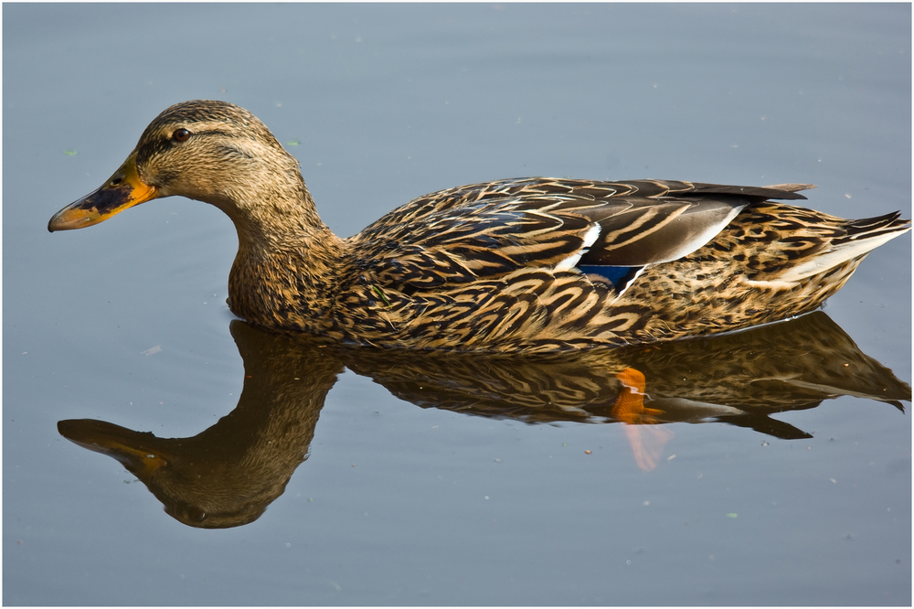 Barbarie Ente Männlich Oder Weiblich Barbarie Ente Männlich Oder Weiblich