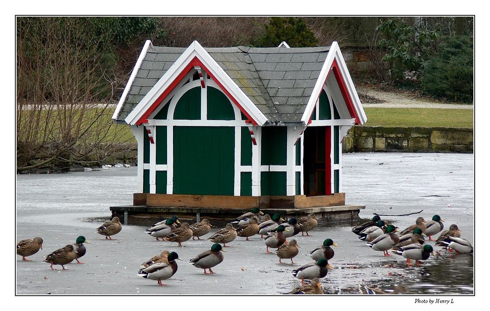 Enten Haus Foto & Bild tiere, wildlife, wild lebende vögel Bilder auf