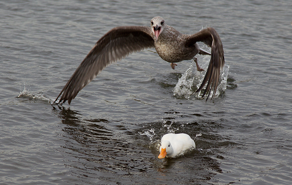 Enten Jagen Enten Jagen