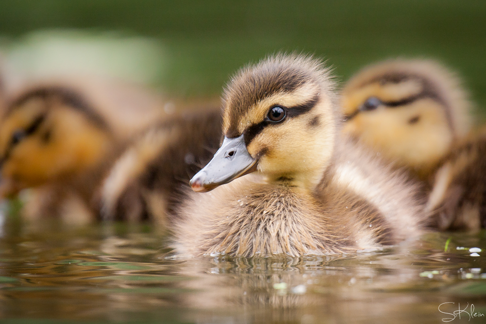 Entenküken Foto & Bild tiere, wildlife, wild lebende vögel Bilder auf