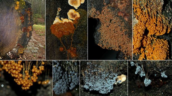 Entwicklung der zu den Myxometozoa (Amöbenähnlichen Schleim"pilzen") gehörigen Badhamia utricularis
