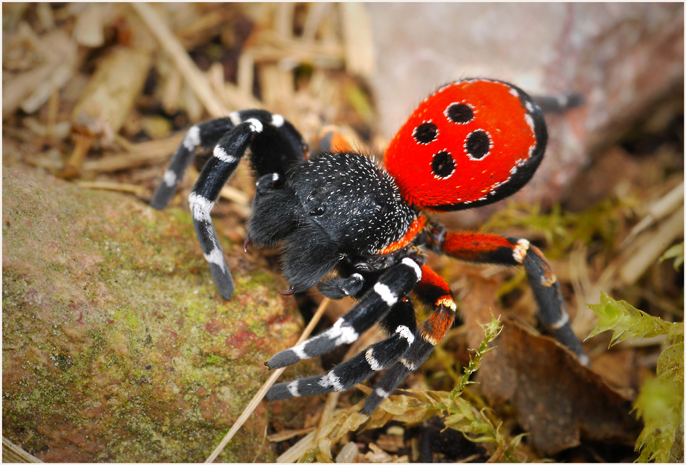 Eresus cinnaberinus Foto & Bild tiere, wildlife, spinnen Bilder auf