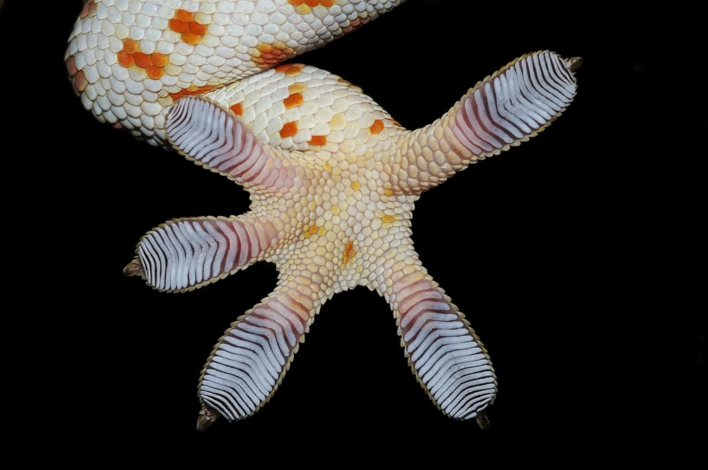 Erkennungsdienstlich behandelt Foto & Bild tiere, zoo, wildpark