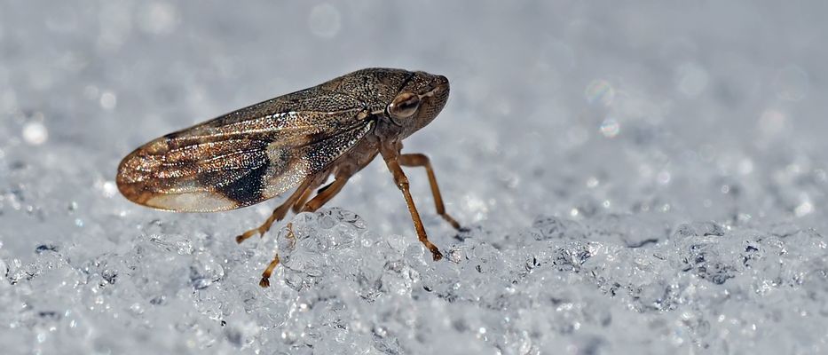 Erlenschaumzikade (Aphrophora alni, Alder spittlebug) - Cercope de l'aulne.