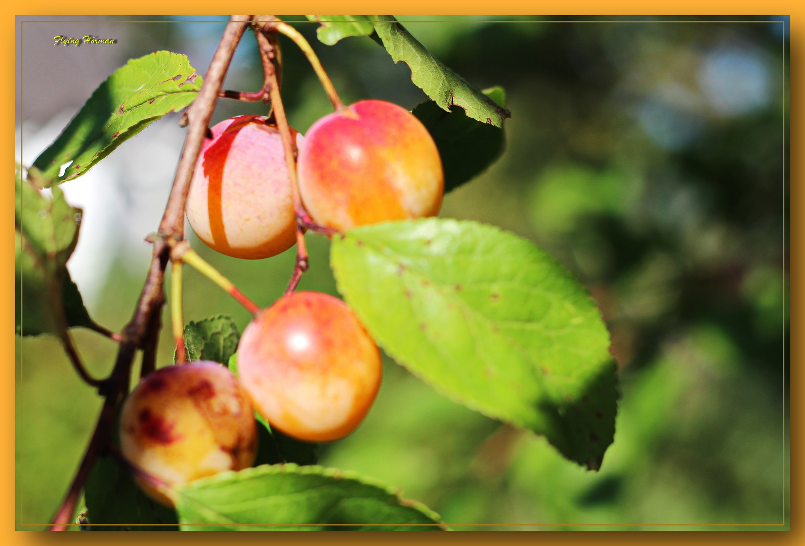 Erntezeit, Mirabellen Foto &amp; Bild | jahreszeiten, herbst, natur Bilder ...