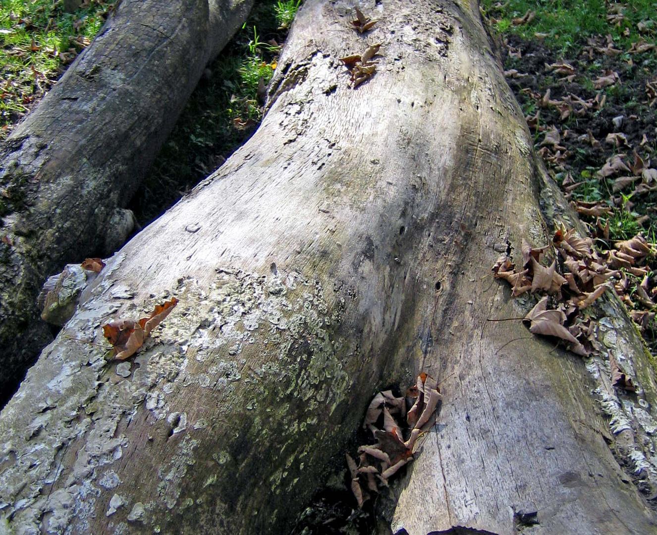Erotik In Der Natur Erotik In Der Natur