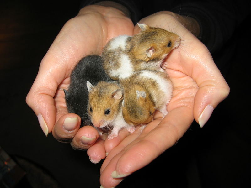 Erste Erfahrung mit Hamsterbabys. Foto & Bild | tiere, haustiere