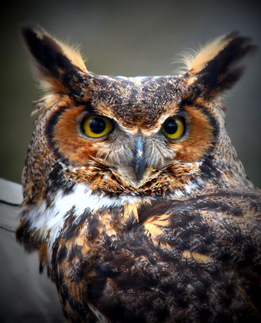 Eule Foto & Bild | tiere, zoo, wildpark & falknerei, vögel Bilder auf