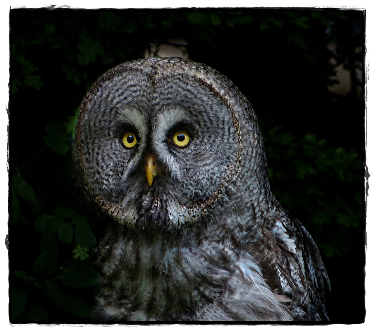 Eule oder Uhu Foto & Bild tiere, wildlife, meine bilder Bilder auf